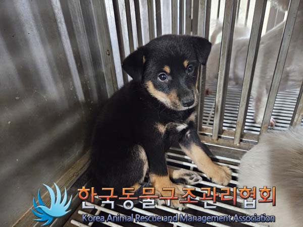 한국동물구조관리협회_411311202400641